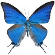 Sky-blue Hairstreak
